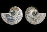 Agatized Ammonite Fossil - Crystal Filled Chambers #145976-1